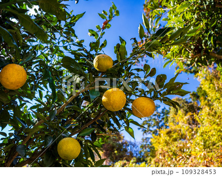色付いたジャバラの果実 109328453