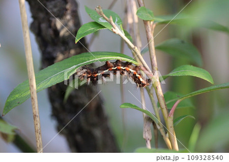 ヤナギの葉を食べるナシケンモン幼虫 ヤナギの葉を食べるナシケンモン幼虫 109328540