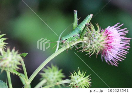 アザミの花とアオフキバッタ アザミの花とアオフキバッタ 109328541
