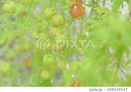 どこを見ても可愛らしい植物,風船かずら 109328547