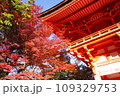 神社の紅葉 109329753