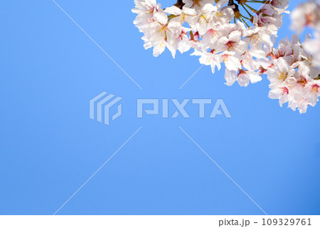 満開の桜 109329761