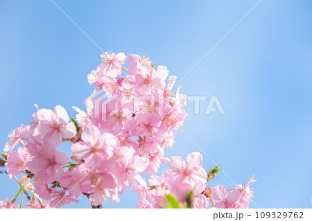 満開の桜 109329762