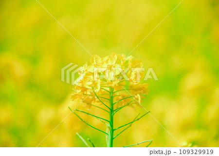 菜の花 菜の花 109329919