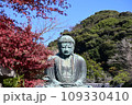 鎌倉大仏と紅葉 109330410