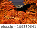 大山の紅葉ライトアップ 109330641