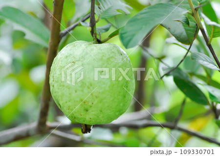 guava tree, MYRTACEAE or Psidium guajava Linn or guava seed guava tree, MYRTACEAE or Psidium guajava Linn or guava seed 109330701