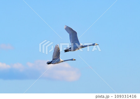 青空を飛ぶ白鳥 青空を飛ぶ白鳥 109331416