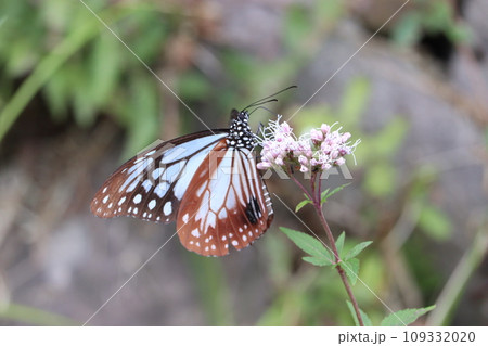 フジバカマに来たアサギマダラ 109332020