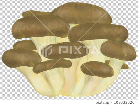 ヒラタケ キノコ類 109332320