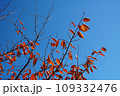 青空に映える紅葉 109332476