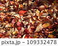 秋の公園の落ち葉の絨毯 109332478