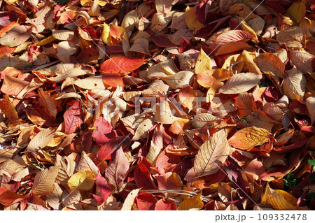 秋の公園の落ち葉の絨毯 秋の公園の落ち葉の絨毯 109332478