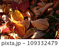 秋の公園の落ち葉の絨毯 109332479