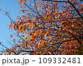 青空に映える紅葉 109332481