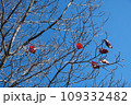 青空に映える紅葉 109332482