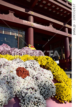 茨城県笠間市の菊祭り 笠間稲荷神社 茨城県笠間市の菊祭り 笠間稲荷神社 109332637