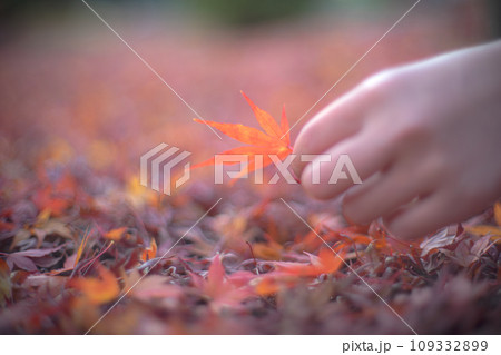 赤い紅葉の葉っぱを持つ手 109332899