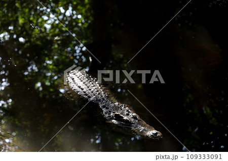 Close up head crocodile is show head in river Close up head crocodile is show head in river 109333091