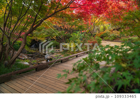秋の白鳥庭園〈愛知県名古屋市〉 秋の白鳥庭園〈愛知県名古屋市〉 109333465