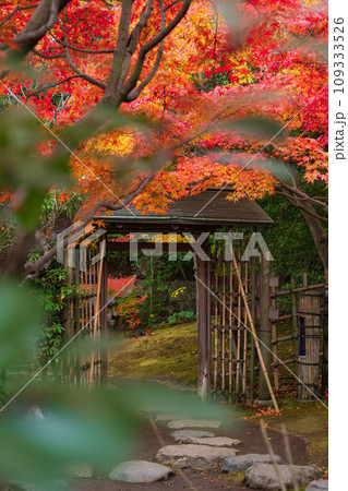 秋の白鳥庭園〈愛知県名古屋市〉 109333526