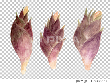 花Myoga手繪水彩插圖 花Myoga手繪水彩插圖 109333544