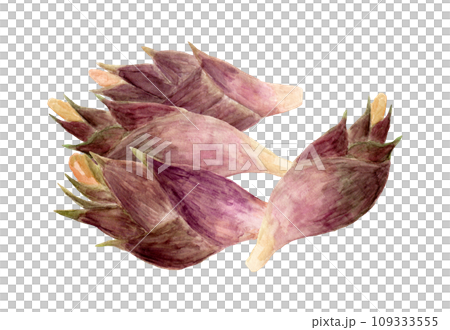 Hand-painted watercolor illustration of stacked flowers Hand-painted watercolor illustration of stacked flowers 109333555