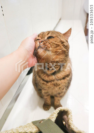 cat or grey cat, Felis catus or Felis catus domestica cat or grey cat, Felis catus or Felis catus domestica 109333655