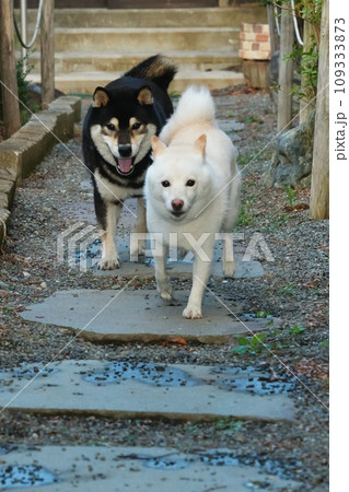 走り寄る黒い柴犬と白い柴犬 109333873