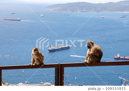 A wild macaque or Gibraltar monkey, one of the most famous attractions of the British overseas territory. Apes' Den in the Upper Rock Natural Reserve in Gibraltar Rock 109333915