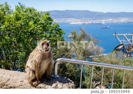 A wild macaque or Gibraltar monkey, one of the most famous attractions of the British overseas territory. Apes' Den in the Upper Rock Natural Reserve in Gibraltar Rock 109333949