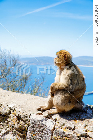 A wild macaque or Gibraltar monkey, one of the most famous attractions of the British overseas territory. Apes' Den in the Upper Rock Natural Reserve in Gibraltar Rock 109333964