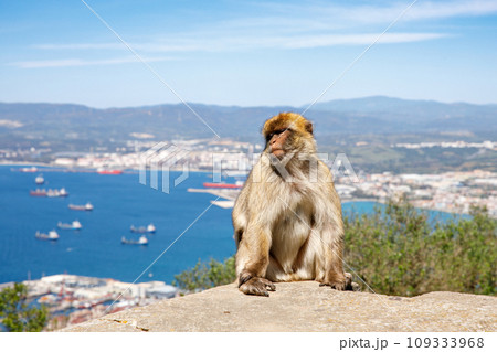A wild macaque or Gibraltar monkey, one of the most famous attractions of the British overseas territory. Apes' Den in the Upper Rock Natural Reserve in Gibraltar Rock A wild macaque or Gibraltar monkey, one of the most famous attractions of the British overseas territory. Apes' Den in the Upper Rock Natural Reserve in Gibraltar Rock 109333968