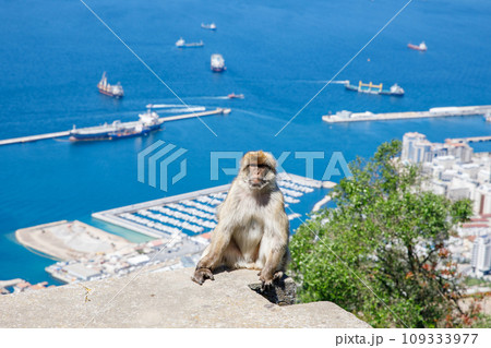 A wild macaque or Gibraltar monkey, one of the most famous attractions of the British overseas territory. Apes' Den in the Upper Rock Natural Reserve in Gibraltar Rock A wild macaque or Gibraltar monkey, one of the most famous attractions of the British overseas territory. Apes' Den in the Upper Rock Natural Reserve in Gibraltar Rock 109333977