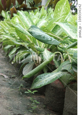 Aglaonema White Rain tree plant 109334142