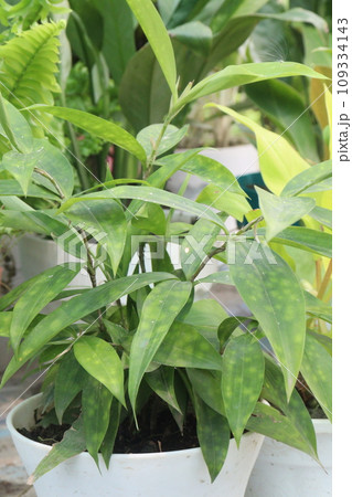 Dracaena Surculosa Maculata leaf plant on farm Dracaena Surculosa Maculata leaf plant on farm 109334143