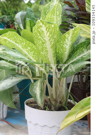 Aglaonema White Rain tree plant 109334145