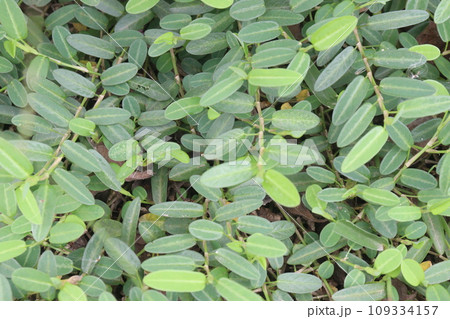 Alysicarpus vaginalis plant on farm 109334157