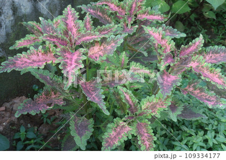 Coleus Amora Ayurvedic medicinal leaf plant Coleus Amora Ayurvedic medicinal leaf plant 109334177