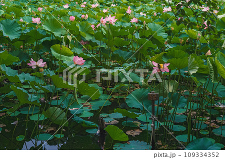 青森 弘前城 蓮池濠の夏景色 109334352