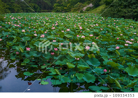 青森 弘前城 蓮池濠の夏景色 青森 弘前城 蓮池濠の夏景色 109334353