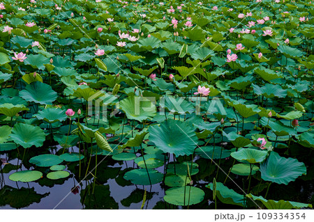 青森 弘前城 蓮池濠の夏景色 青森 弘前城 蓮池濠の夏景色 109334354
