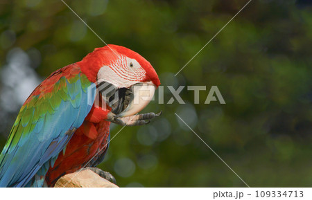 Macaw. Macaw. 109334713