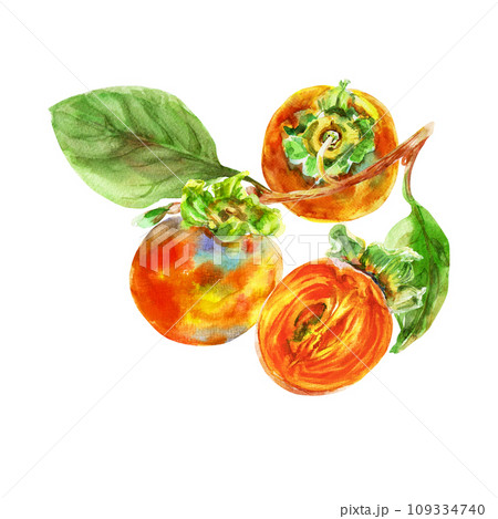 Template of persimmon orange fruit with leaves. Watercolor hand-drawn elements. Isolated on white background. Delicious fruit clip-art illustration. Used on labels, napkins, towels, tableware, package Template of persimmon orange fruit with leaves. Watercolor hand-drawn elements. Isolated on white background. Delicious fruit clip-art illustration. Used on labels, napkins, towels, tableware, package 109334740