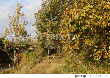 紅葉した木 紅葉した木 109334826