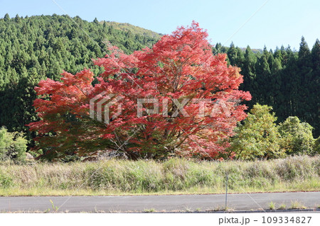赤い楓の木 赤い楓の木 109334827