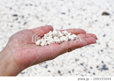female hand holding pieces of rhodoliths - Popcorn Beach 109335044