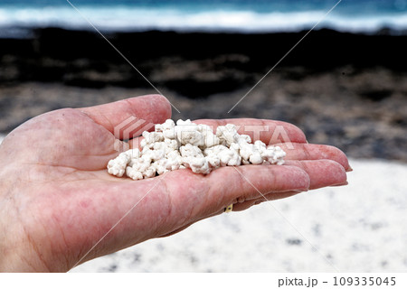female hand holding pieces of rhodoliths - Popcorn Beach 109335045