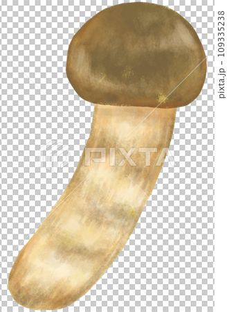 マツタケ きのこ類 109335238