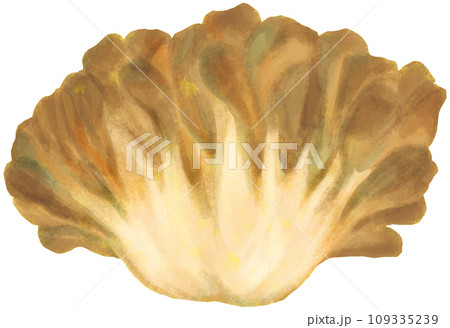 まいたけ きのこ類 109335239